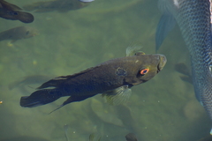 Amphilophus trimaculatus