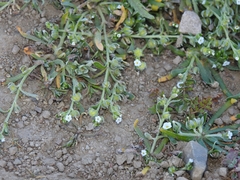 Plagiobothrys acanthocarpus