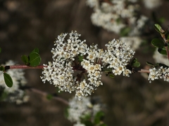 Ceanothus megacarpus megacarpus