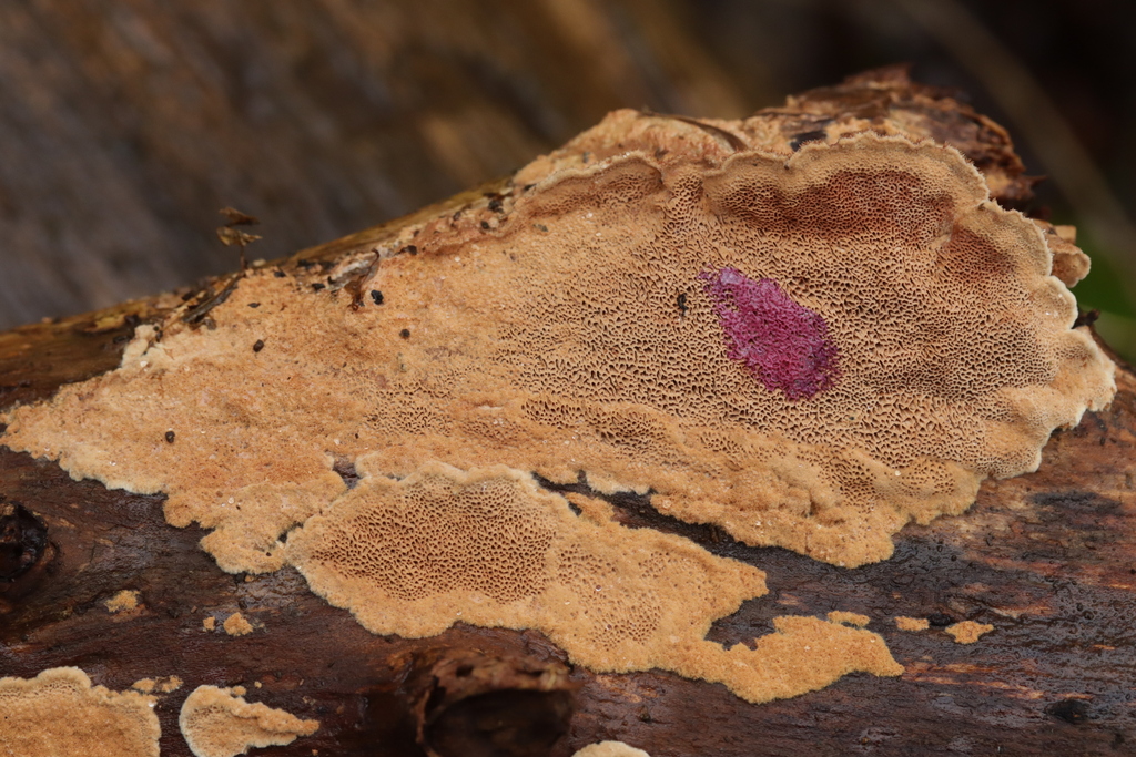 Hapalopilus rutilans · February 2026 · photo: © bjoerns (iNaturalist, cc-by)