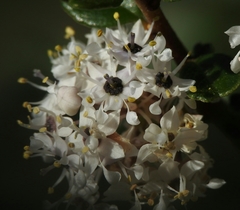 Ceanothus megacarpus megacarpus