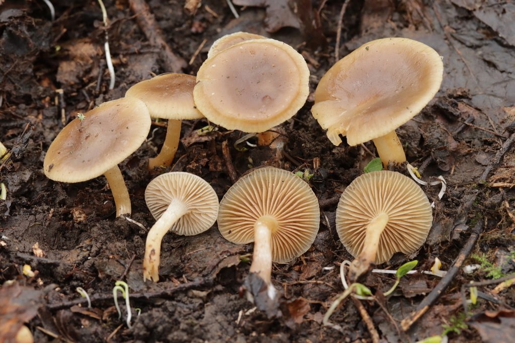 Meottomyces dissimulans