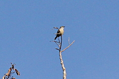 Randia pseudozosterops