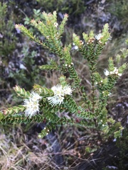 Metrosideros stipularis