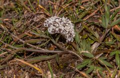 Lomatium gormanii