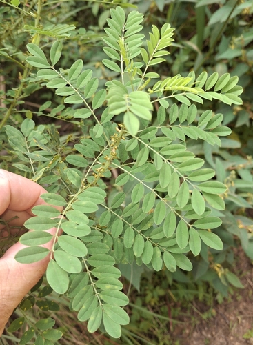 Indigofera arrecta observed 2026-02-20