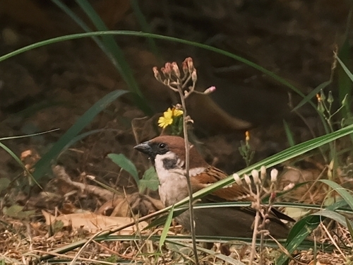Eurasian Tree Sparrow