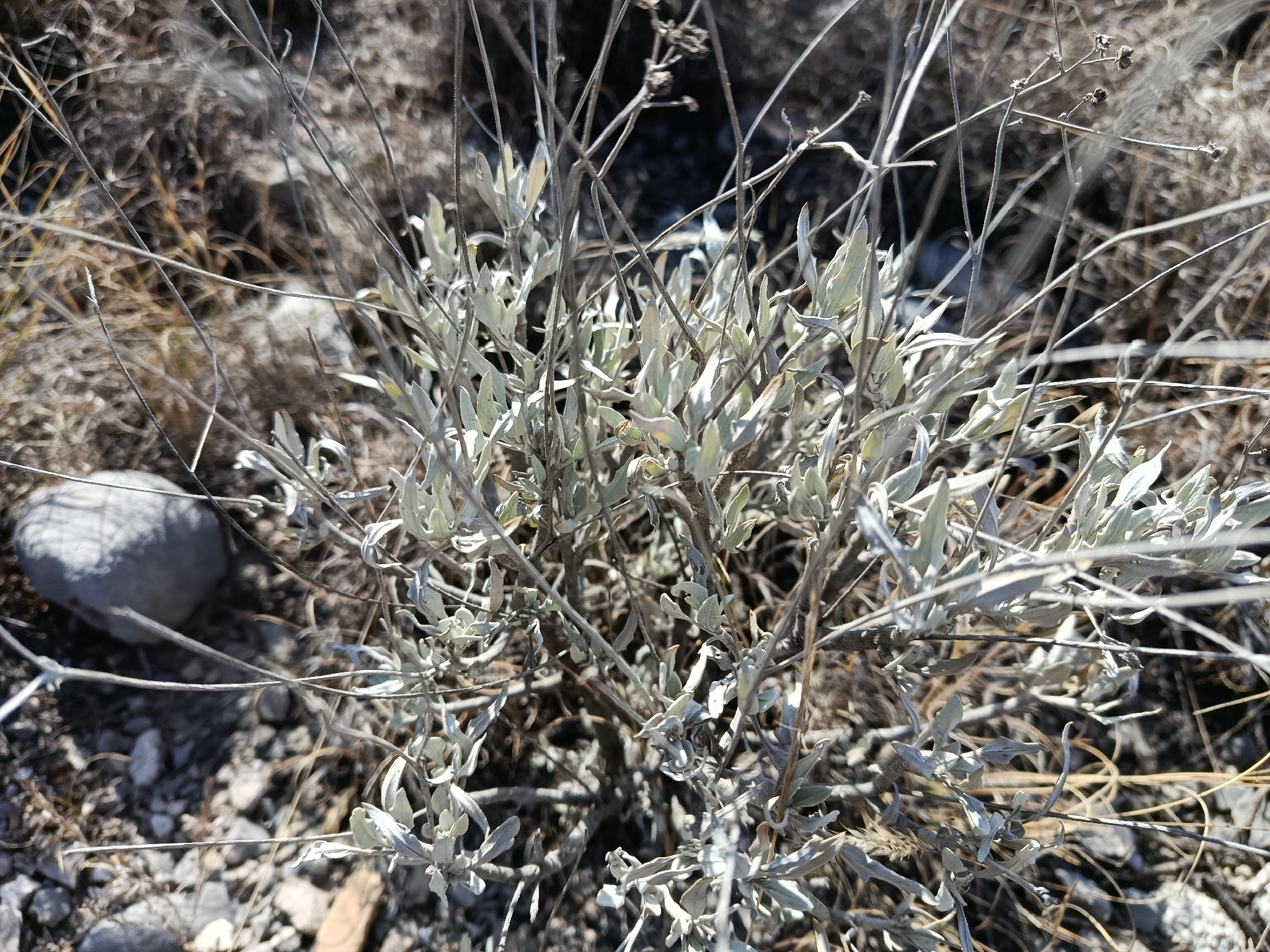 Guayule (Parthenium argentatum)