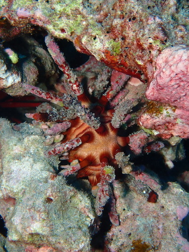 Chondrocidaris gigantea observed 2026-02-14