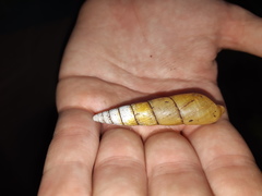 Protobeliscus fairmaireanus