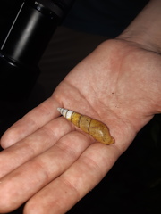 Protobeliscus fairmaireanus