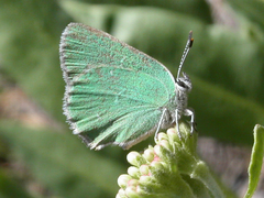 Callophrys affinis