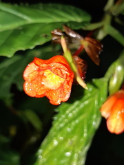 Begonia longirostris