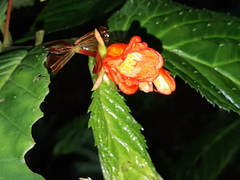 Begonia longirostris