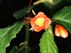 Begonia longirostris