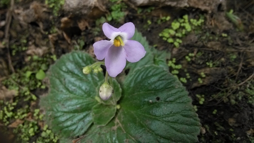 Dorcoceras hygrometricum