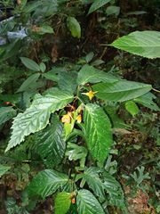 Begonia longirostris