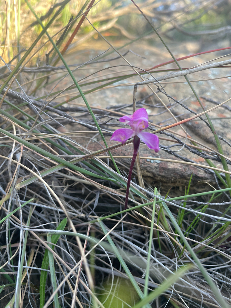 Disperis purpurata