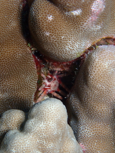 Eucidaris metularia, 2026-02-14