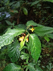 Begonia longirostris