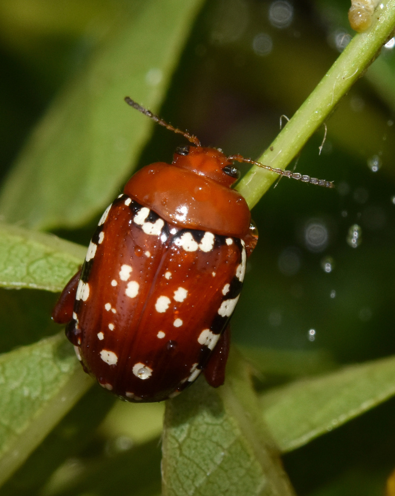 Searsia Flea Beetles