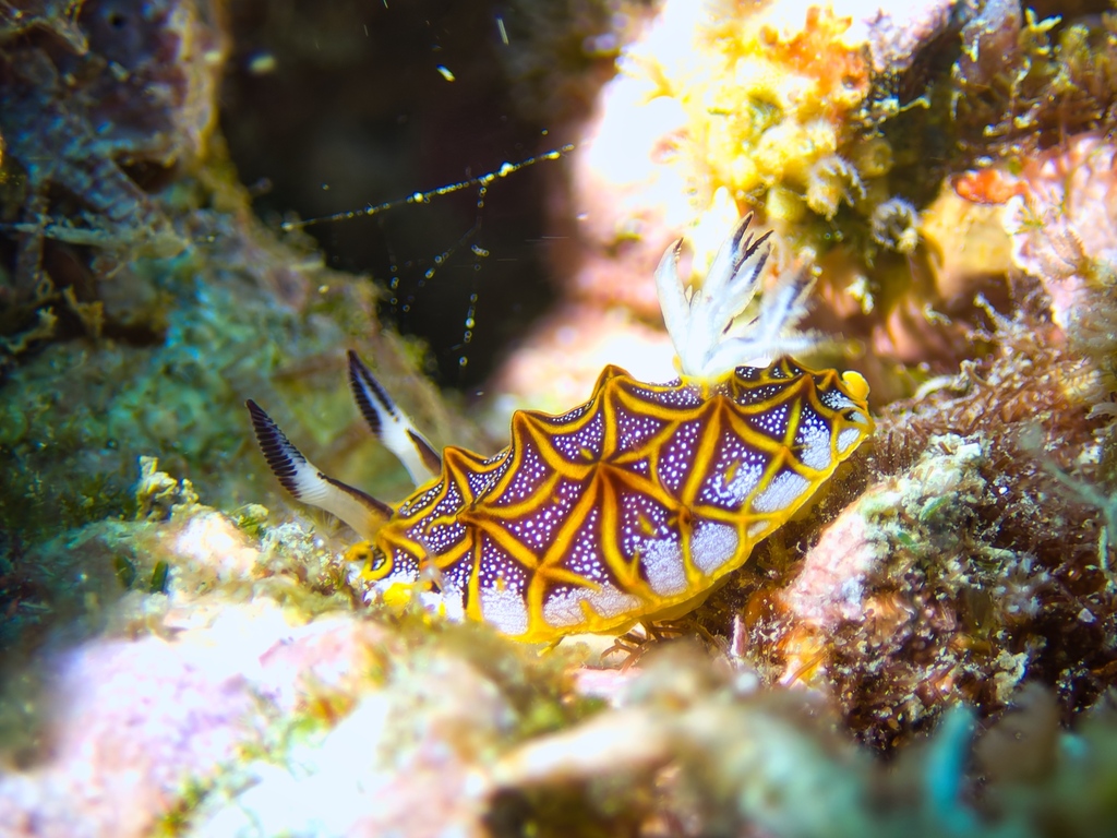 Halgerda tessellata