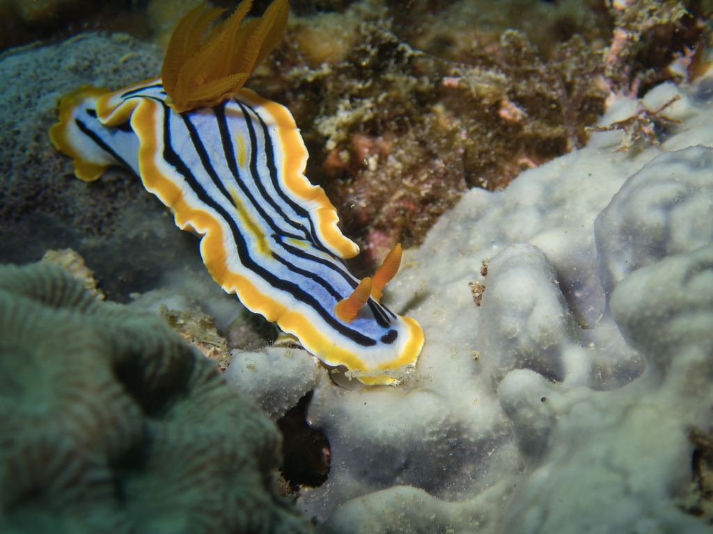 Chromodoris colemani