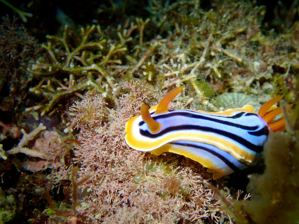 Magnificent Chromodoris
