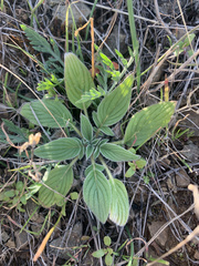 Phacelia phacelioides