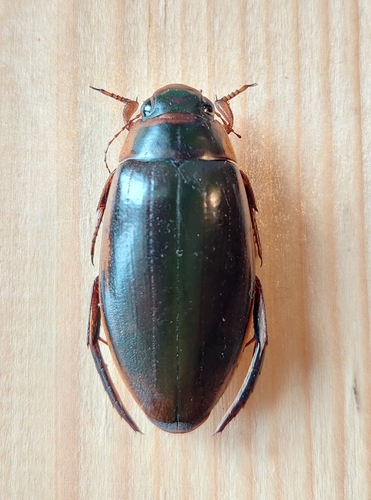 Wasp Great Diving-beetle