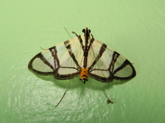 Conchylodes nolckenialis