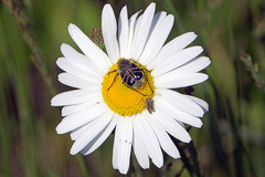 Trichiotinus assimilis