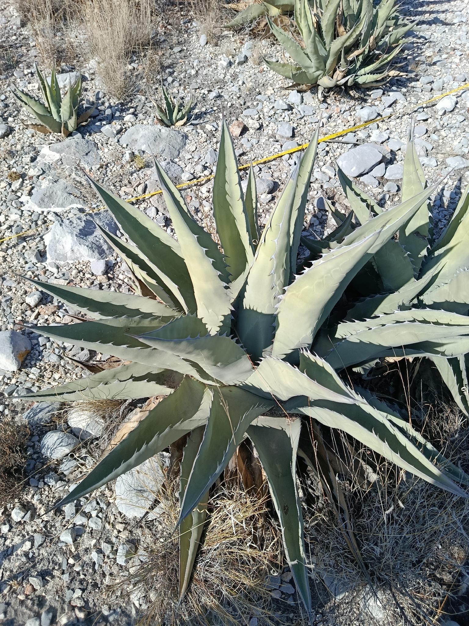 Agave Asperrima (Agave asperrima)