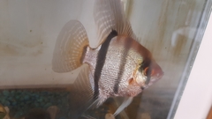 Pterophyllum scalare