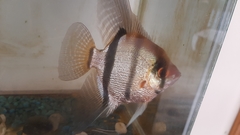 Pterophyllum scalare