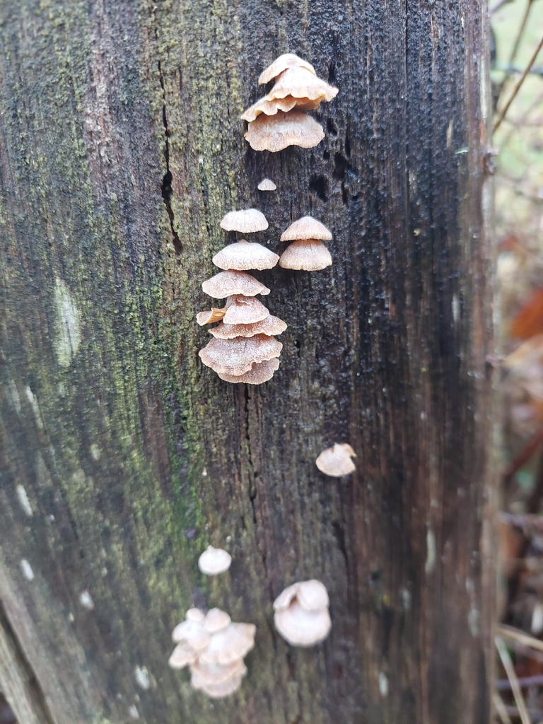 Panellus stipticus · February 2026 · photo: © guillaume_petit (iNaturalist, cc-by)