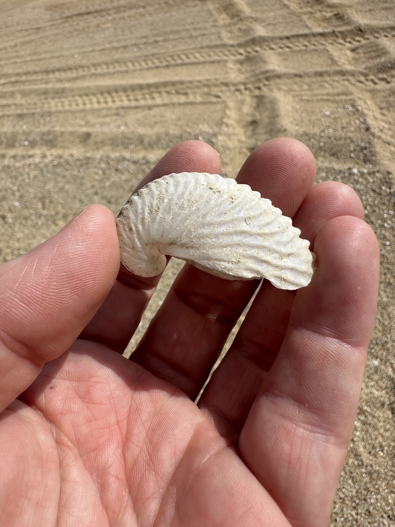 rough-keeled argonaut