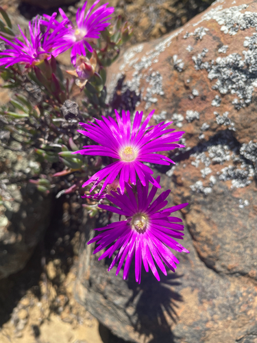 Purple Brightfig (Lampranthus haworthii)