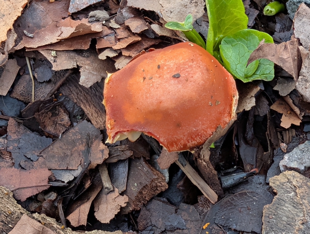 Leratiomyces ceres · February 2026 · photo: © pilmar (iNaturalist, cc0)