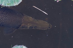 Atractosteus tropicus