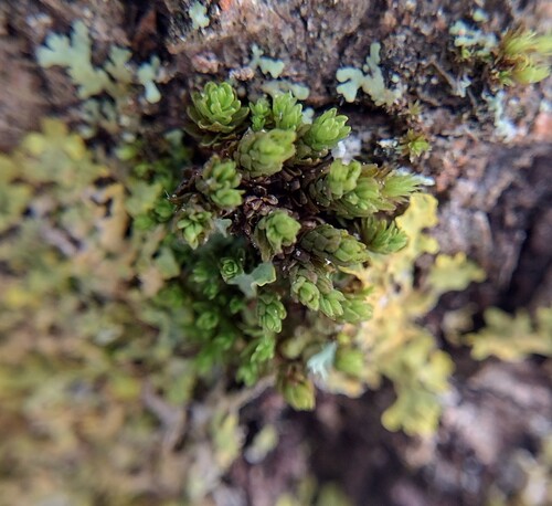 Aspen Bristle-moss (Nyholmiella gymnostoma)