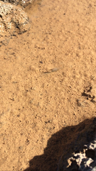 Anostraca