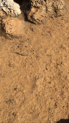 Anostraca