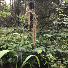 Elymus wiegandii