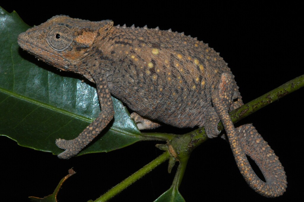 Transkei Dwarf Chameleon