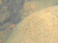 Rhinogobius duospilus