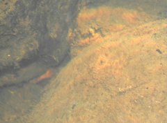 Rhinogobius duospilus