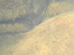 Rhinogobius duospilus