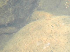 Rhinogobius duospilus