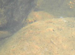 Rhinogobius duospilus